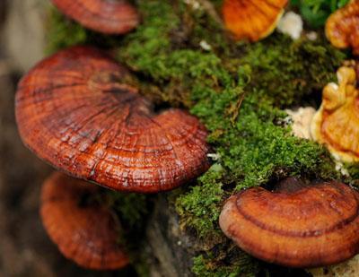 Ganoderma lucidum en Peru